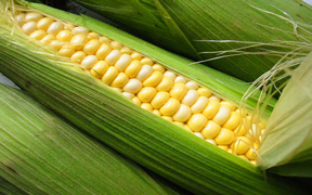 Maize (corn) the corn grown in Peru is not sweet and has very large grains and is not popular outside of Latin America